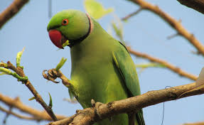 Just like a false sadhu who is always busy passing lecture only, a parrot can speak without any realization